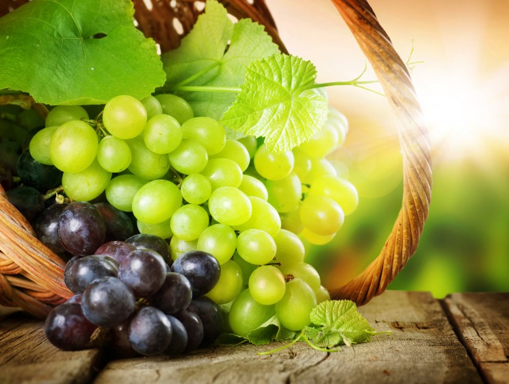 Grapes in the basket.Grapevine over vineyard background