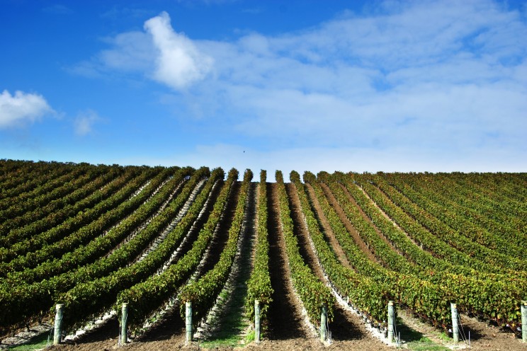 grape vines at winery with blue sky